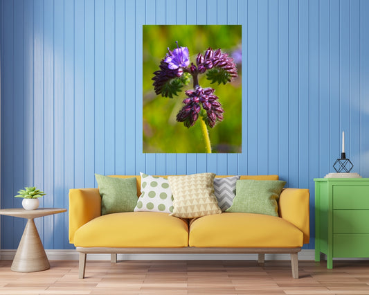 Baby Blue Wildflower