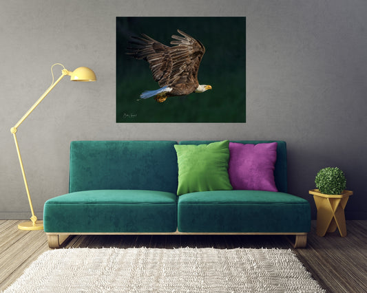 Bald Eagle Close Flight