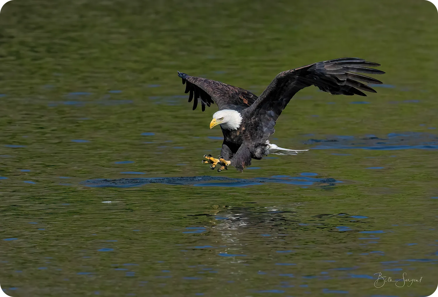 Bald Eagle Hunting