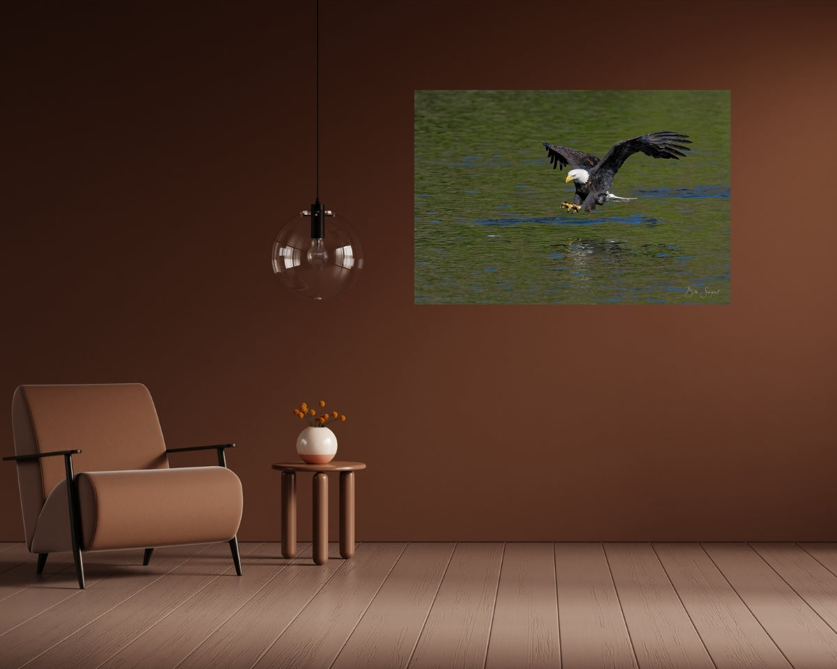 Bald Eagle Hunting
