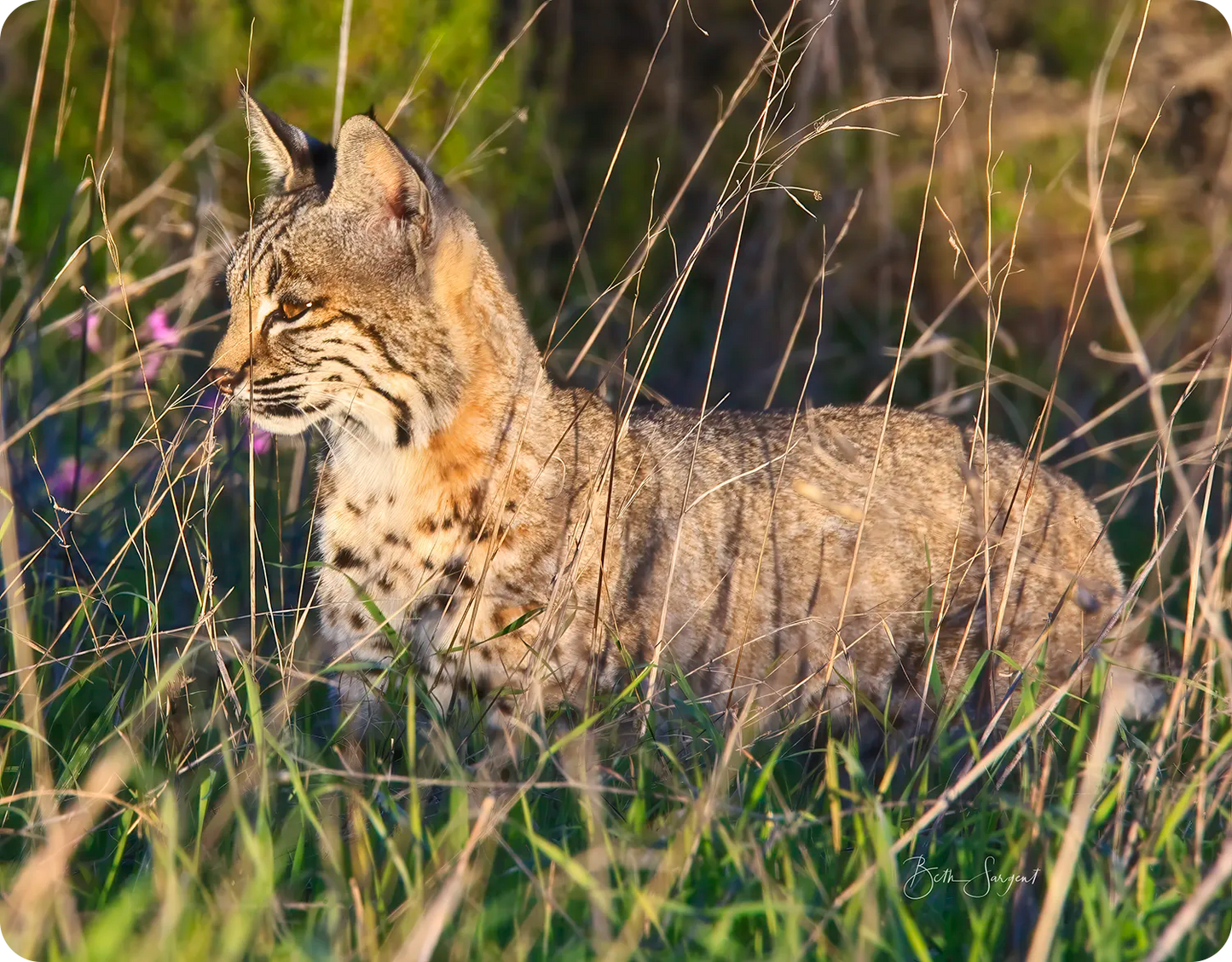 Bobcat Hunting