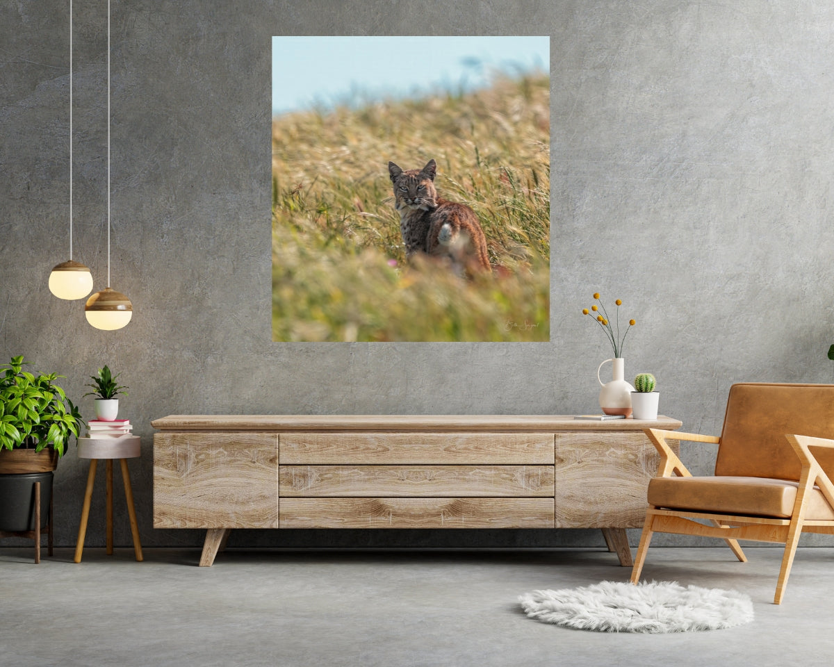 Bobcat In Nature