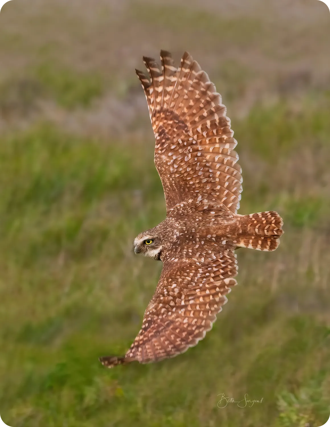 Borrowing Owl In Flight