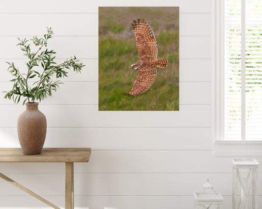 Borrowing Owl In Flight