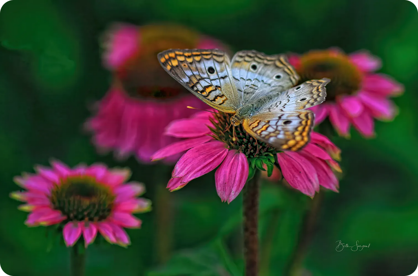 Butterfly On Pink Flowers