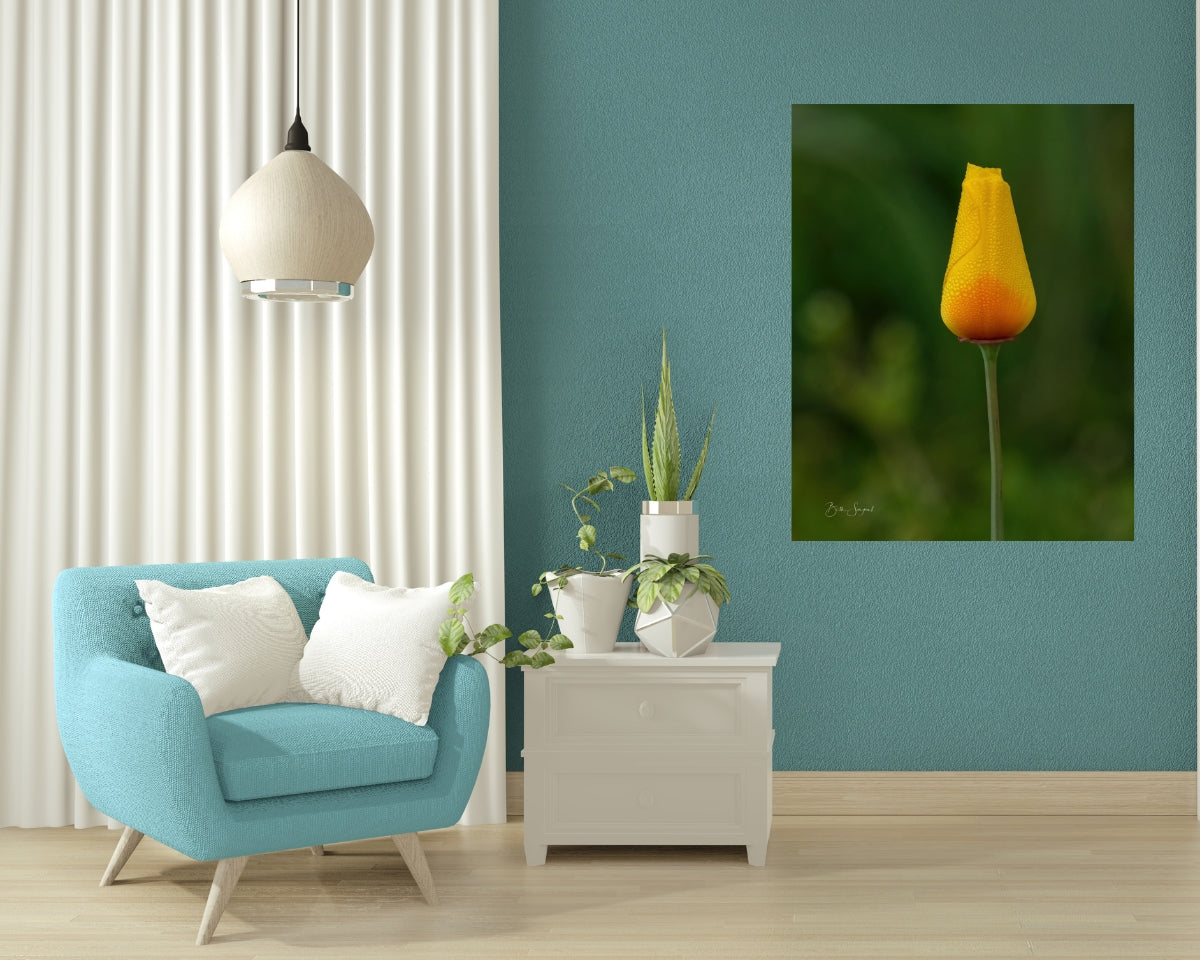 California Poppy