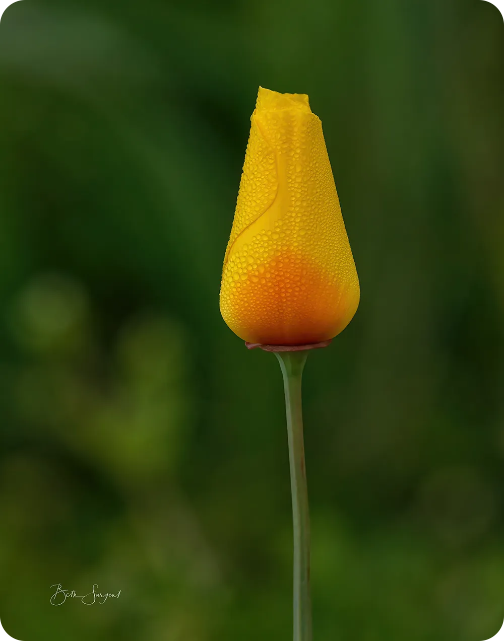 California Poppy