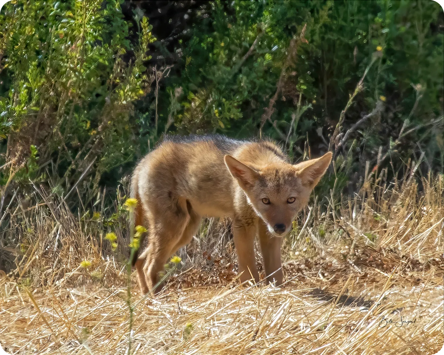 Coyote Pup