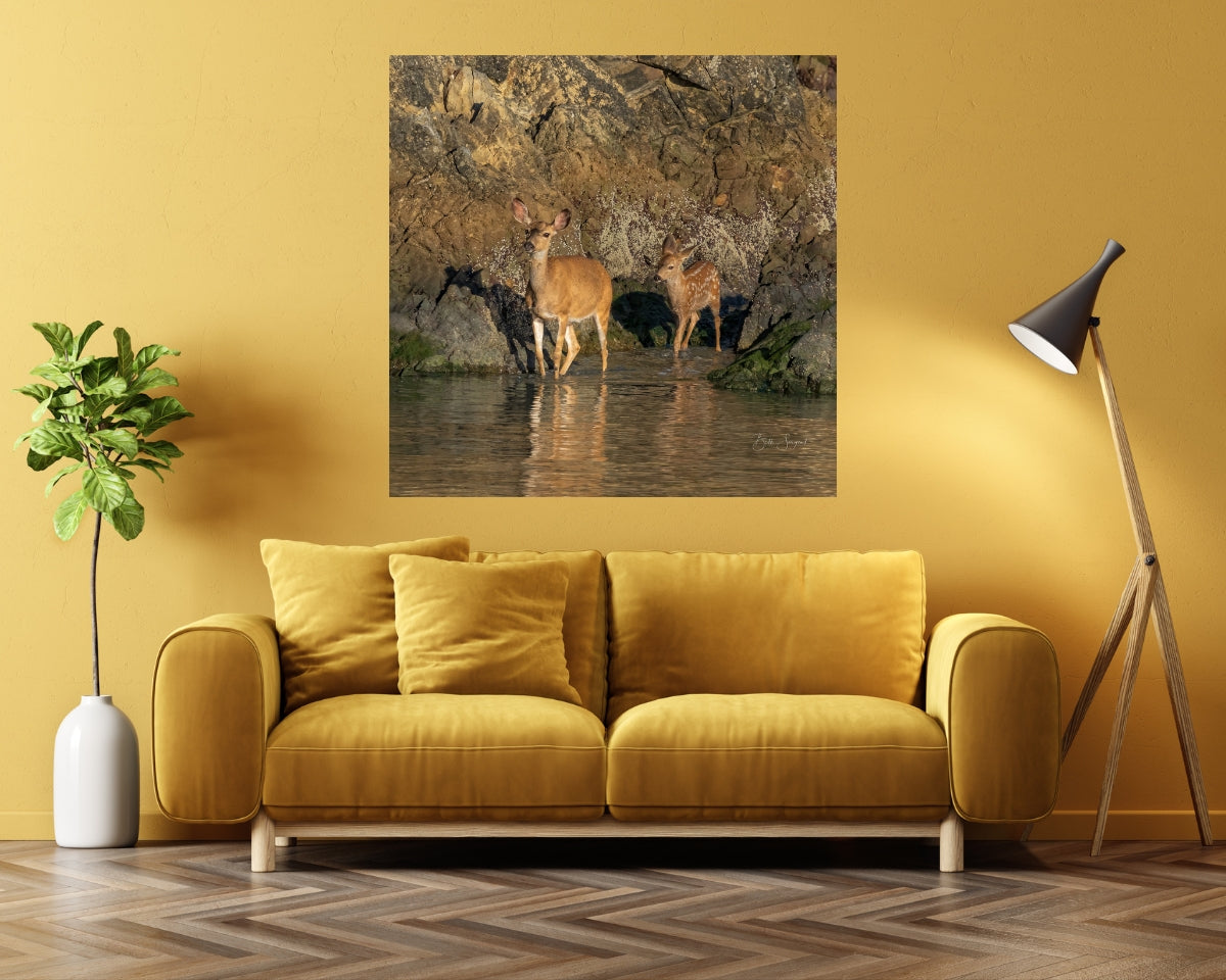 Deer And Fawn