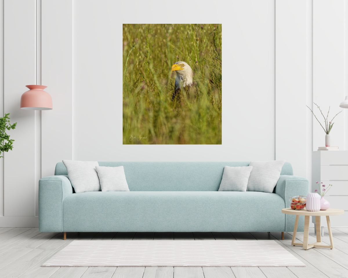 Eagle In The Grass
