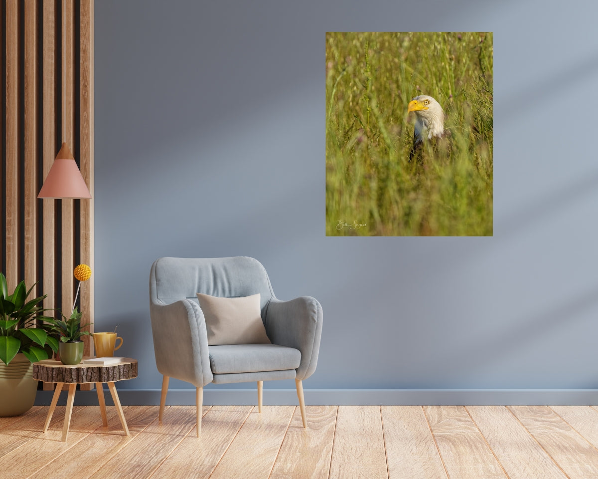 Eagle In The Grass