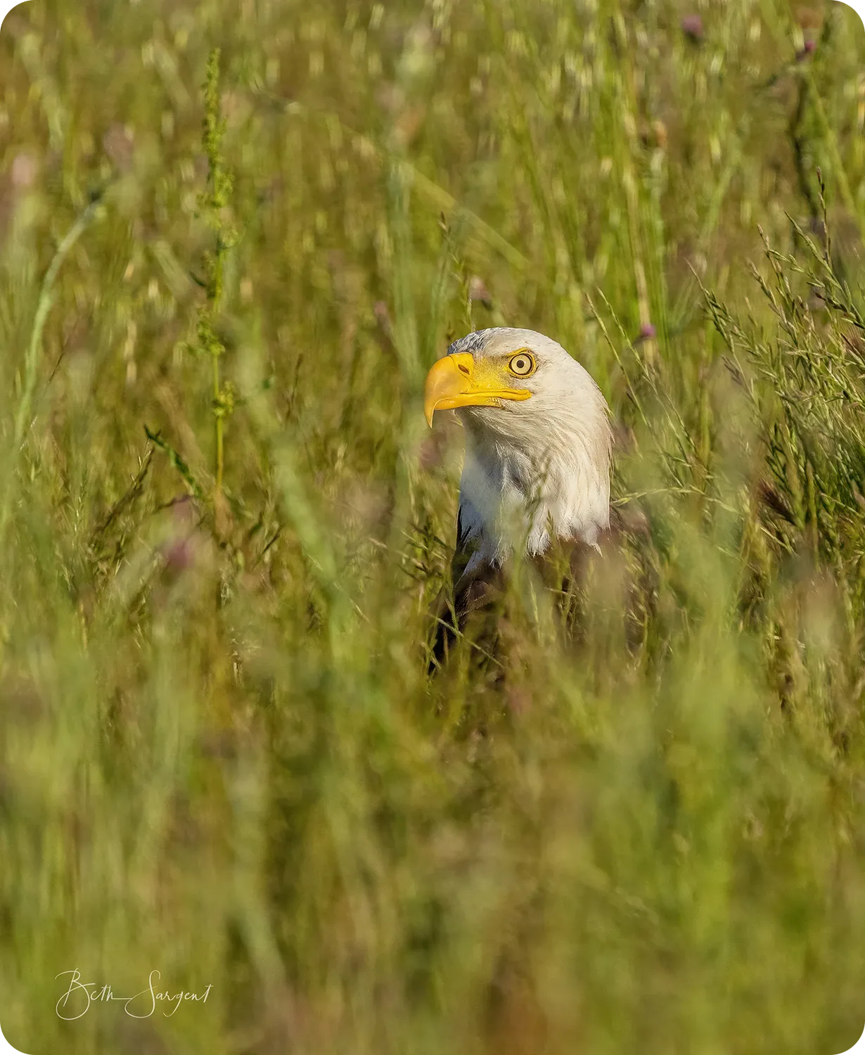 Eagle In The Grass