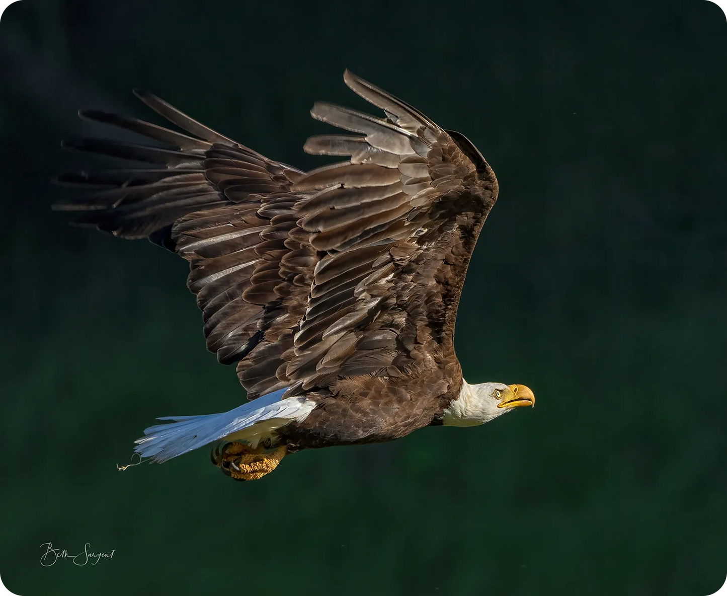 Bald Eagle Close Flight
