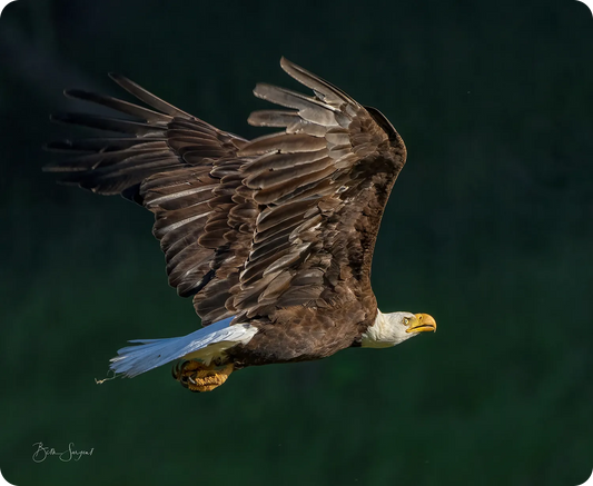 Bald Eagle Close Flight