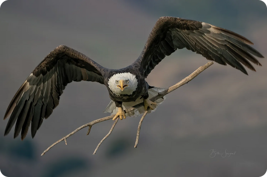 Bald Eagle Incoming