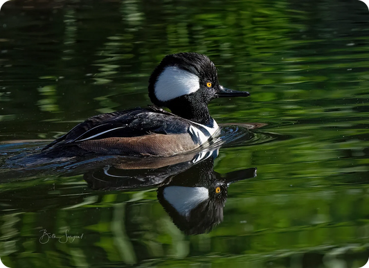 Male Hooded Merganser