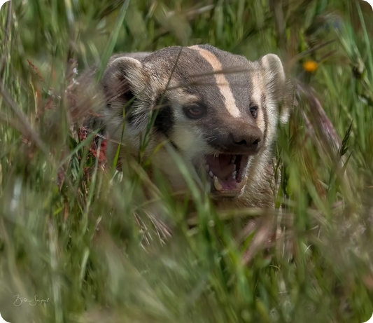 Badger