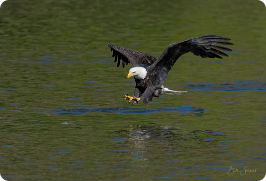 Bald Eagle Hunting