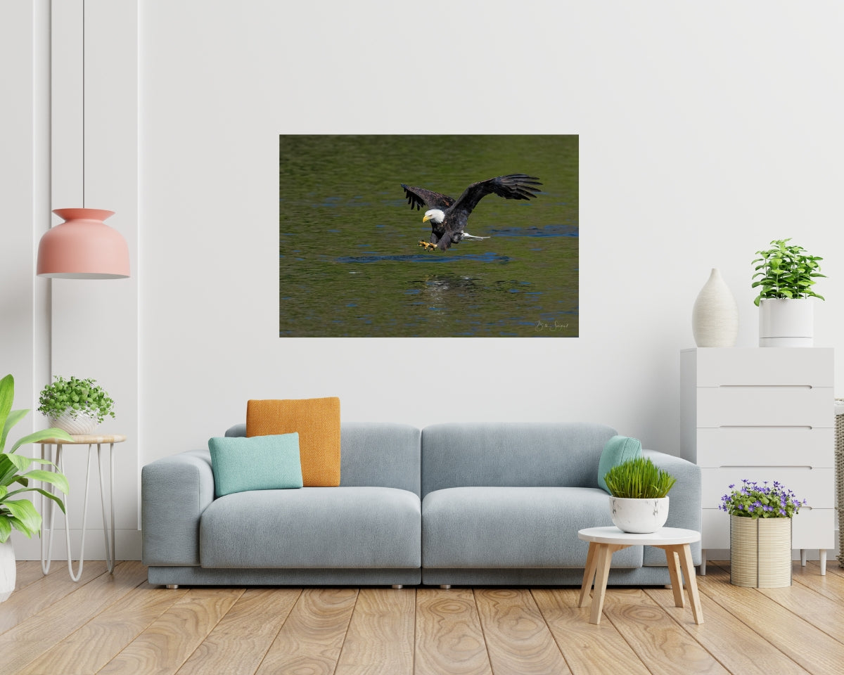 Bald Eagle Hunting