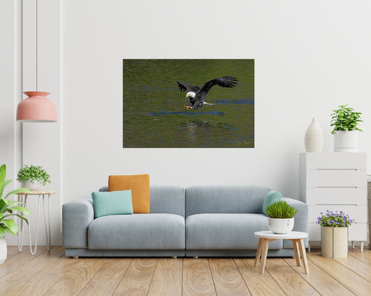Bald Eagle Hunting