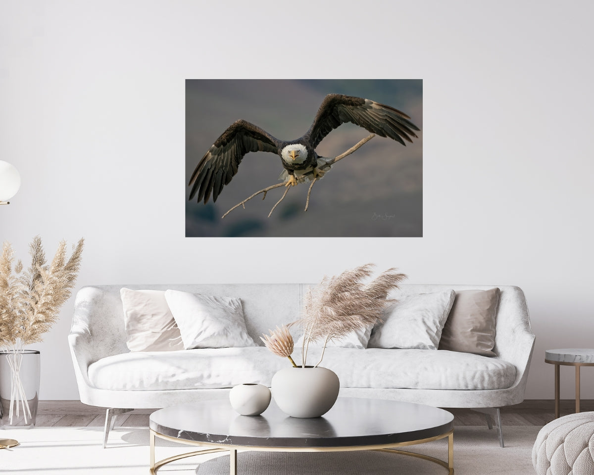 Bald Eagle Incoming