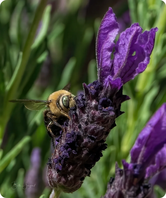 Bee On Purple Flowers