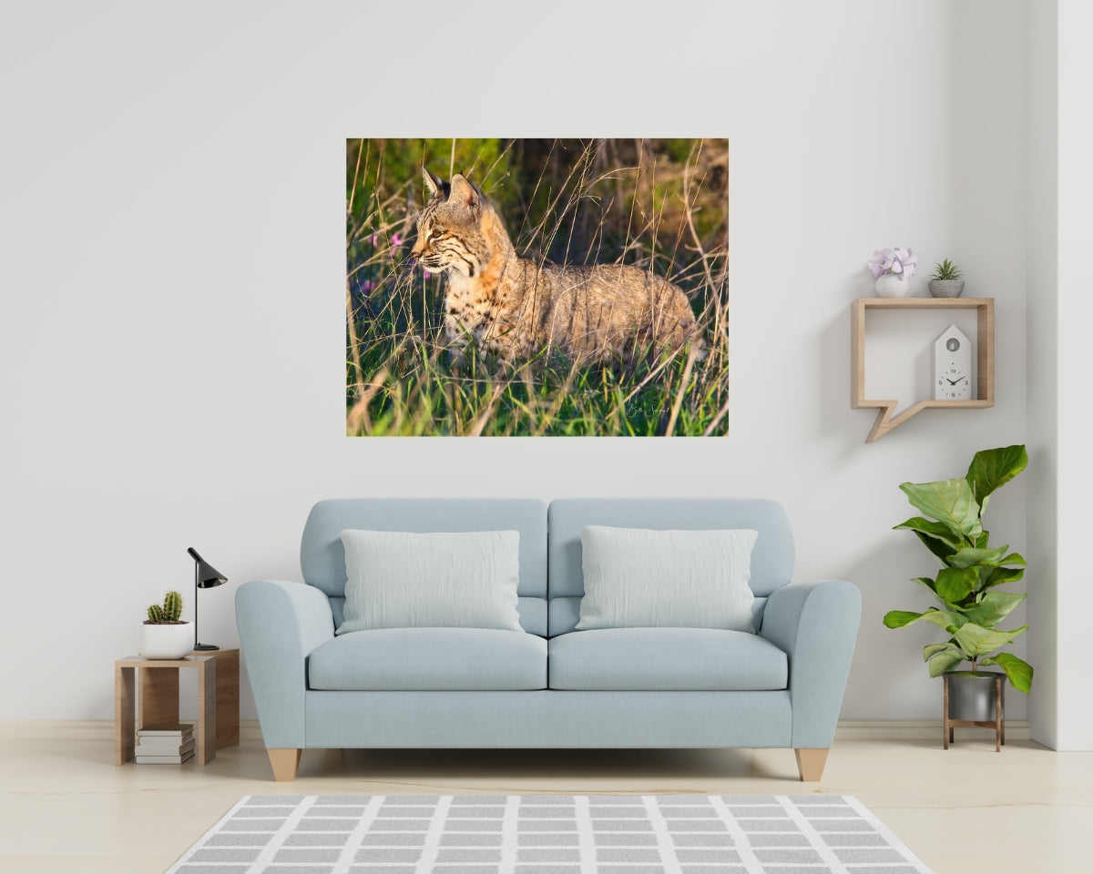 Bobcat Hunting