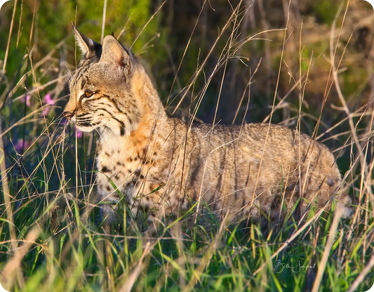 Bobcat Hunting