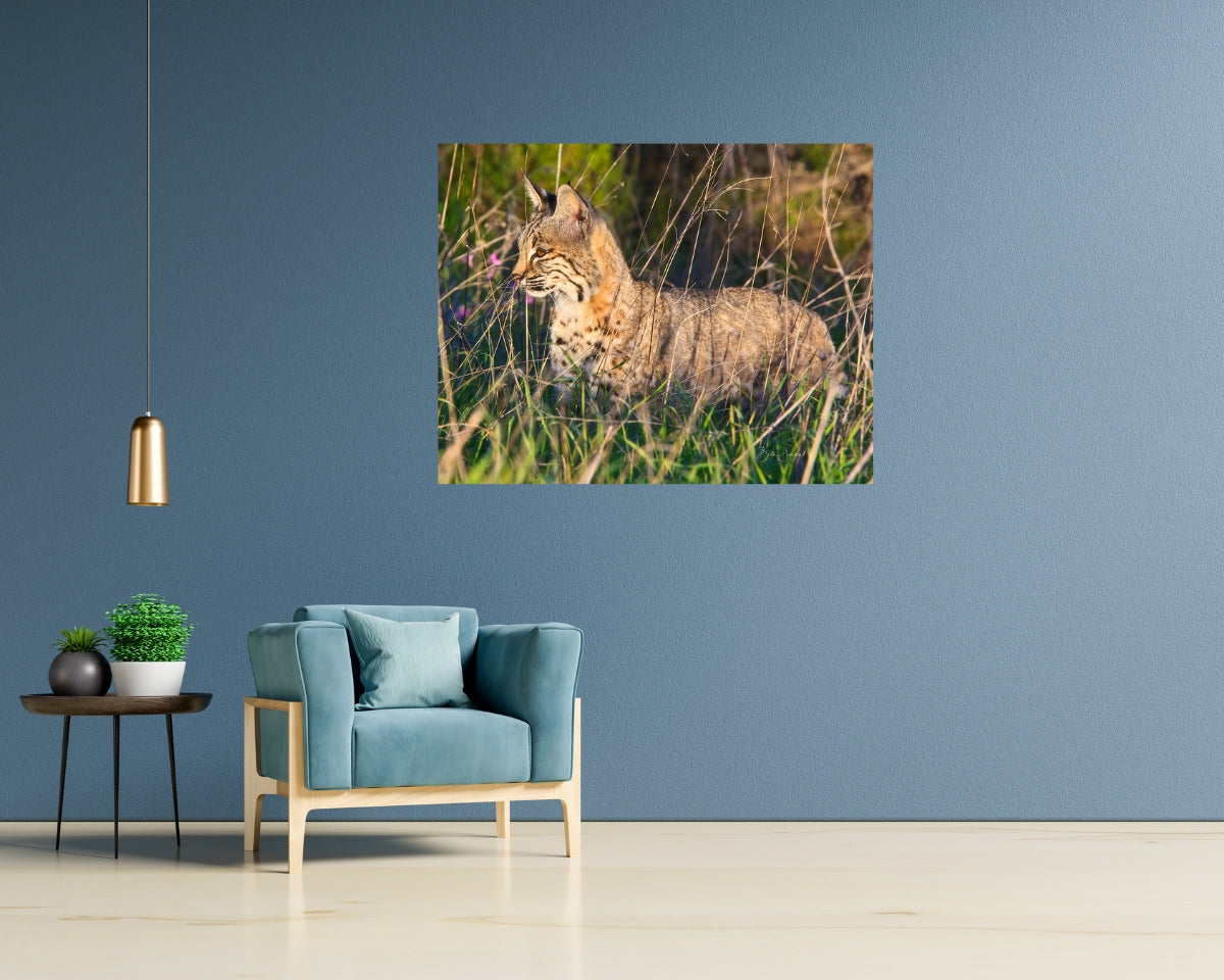 Bobcat Hunting