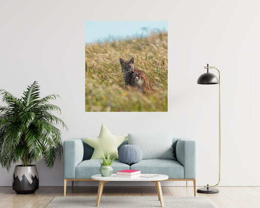 Bobcat In Nature
