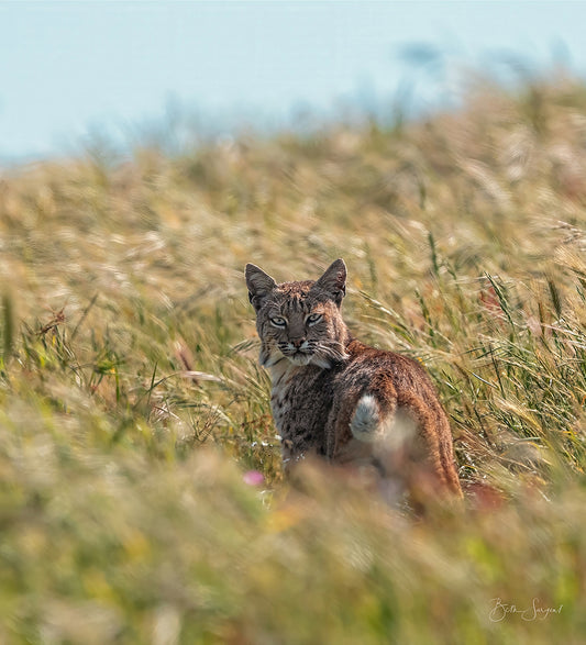 Bobcat In Nature