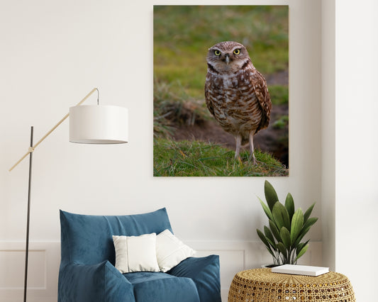 Borrowing Owl