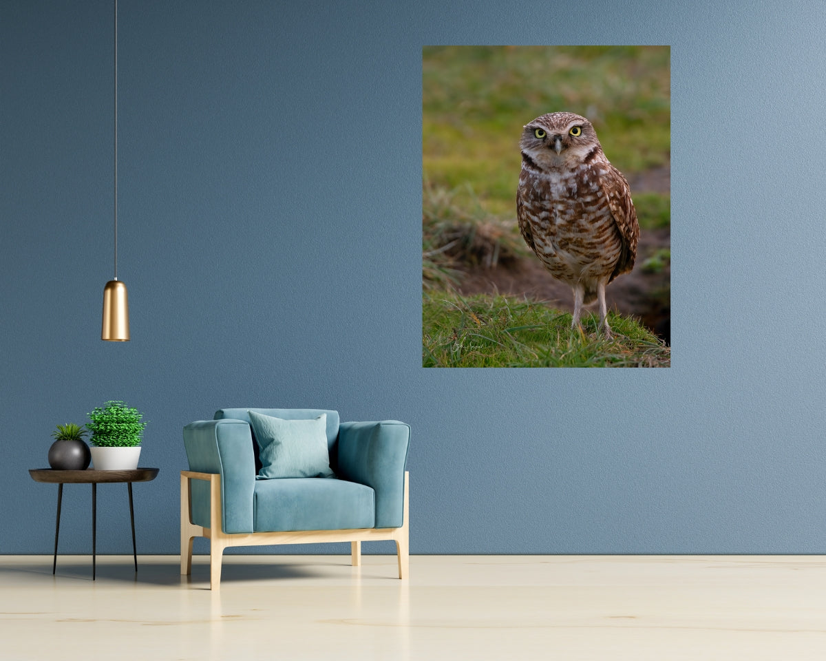 Borrowing Owl