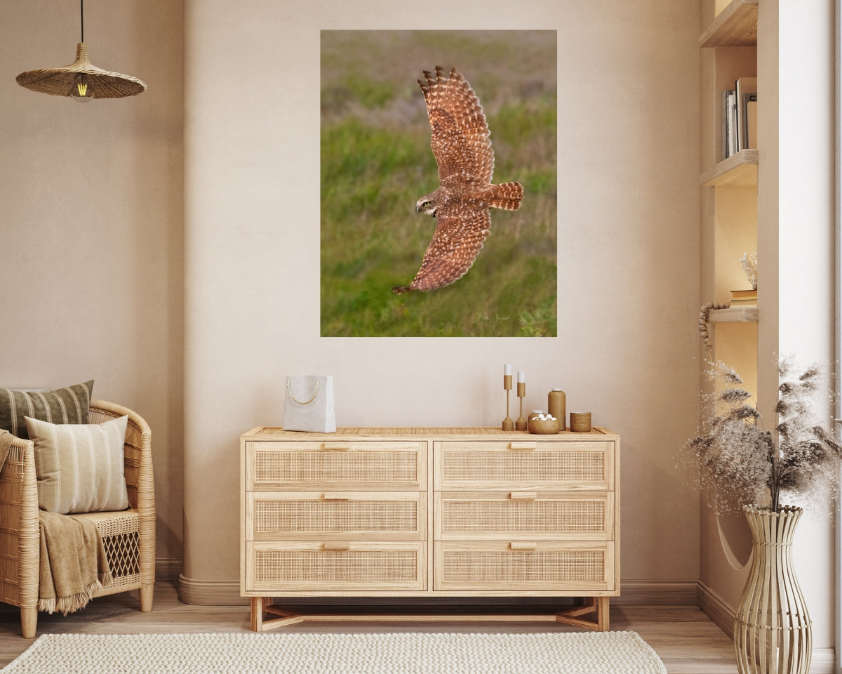 Borrowing Owl In Flight