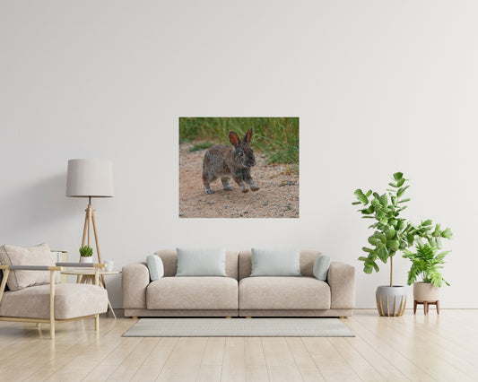 Bunny Rabbit