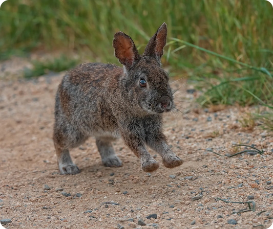 Bunny Rabbit