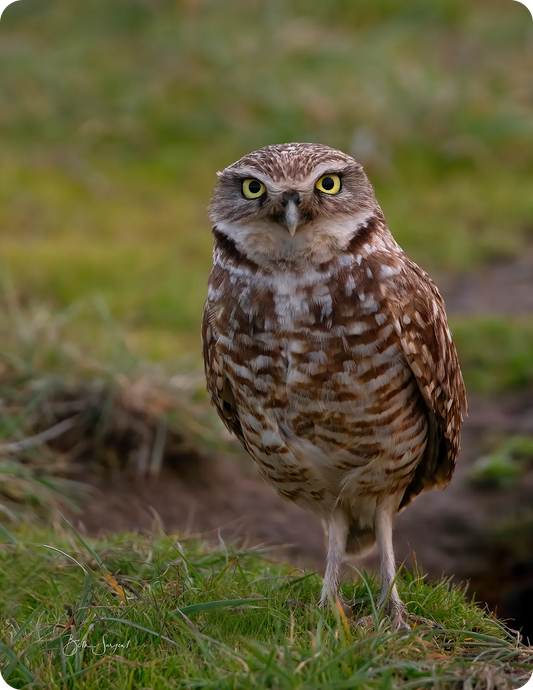 Borrowing Owl
