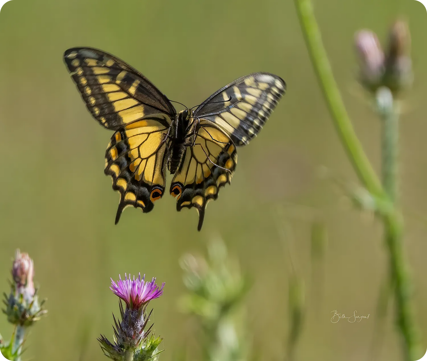 Butterfly In Flight