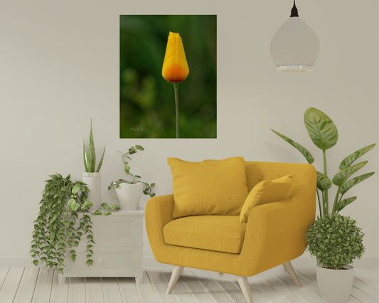 California Poppy
