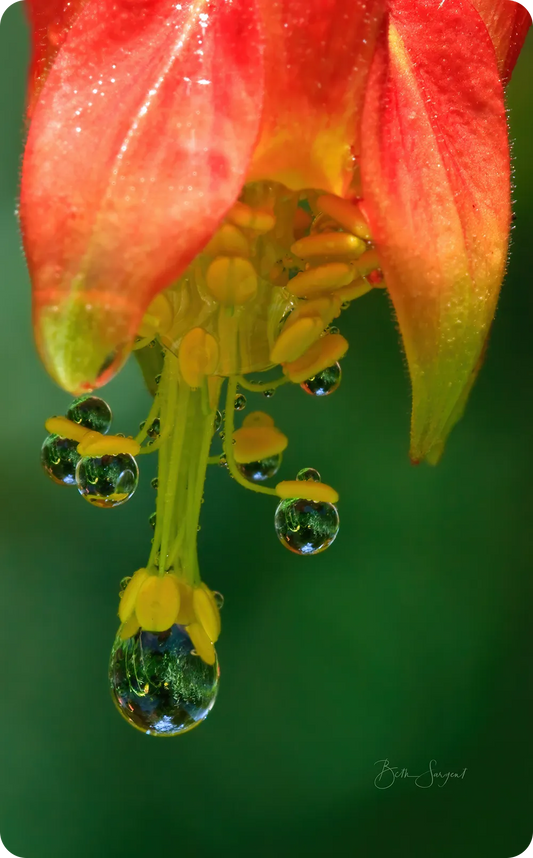 Columbine Water Droplets