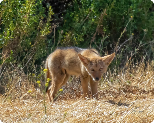 Coyote Pup