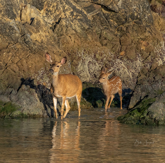 Deer And Fawn