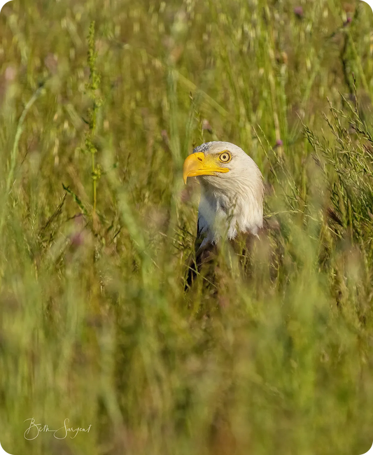 Eagle In The Grass