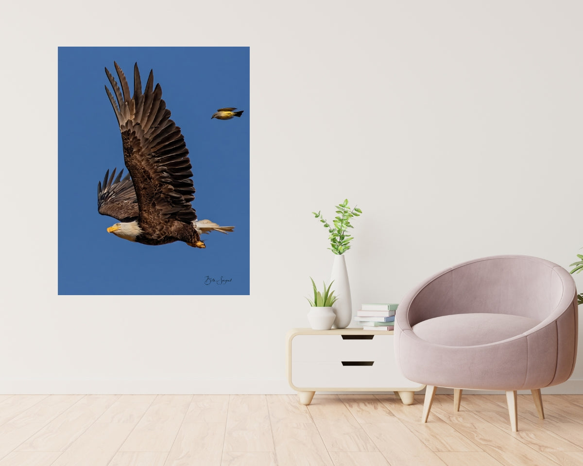Eagle And King Bird