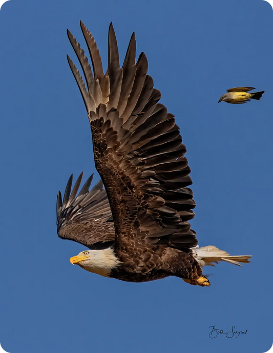 Eagle And King Bird