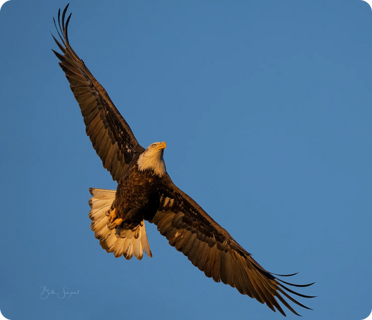 Soaring Bald Eagle