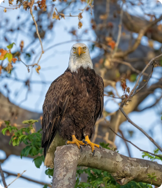 Eagle Stare