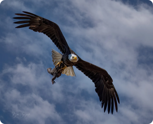 Eagle With Prey