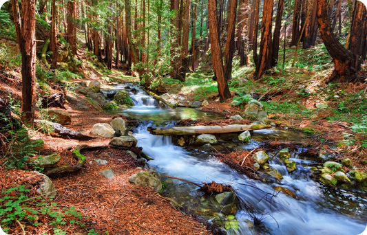 Enchanted Forest