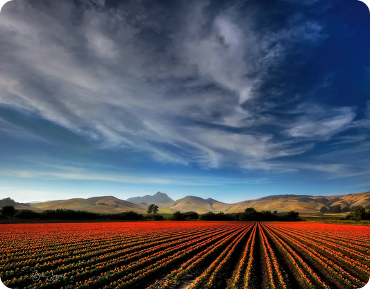 Fields Of Color